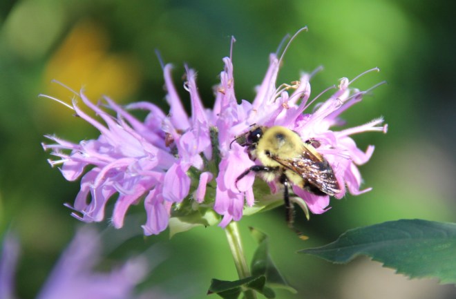 Bumble bee on native monarda
