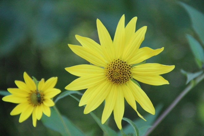 Woodland sunflower