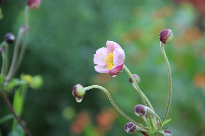 Japanese anemone blossom and buds