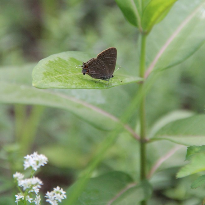 striped hairstreak