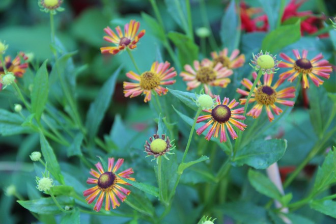 Sneezeweed or helenium, variety 'tie dye'