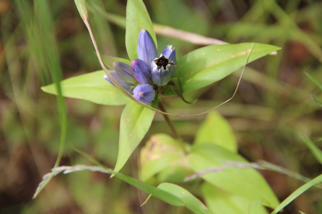 After pollinating the gentian, the bumble bee backs out of the bloom.