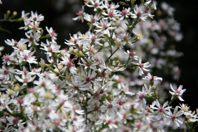 Heath asters (Symphyotrichum ericoides) is native to the eastern and midwestern United States and Canada.