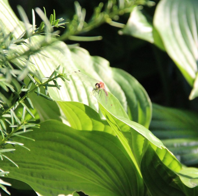 A male white-faced meadowhawk dragonfly.