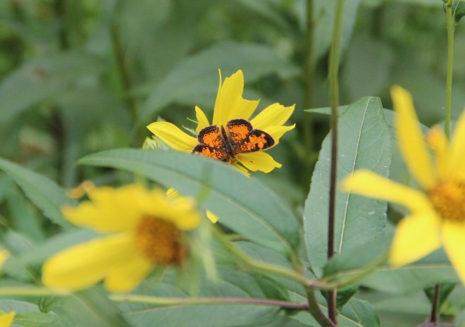 A crescent butterfly, most likely a northern crescent, sips nectar.