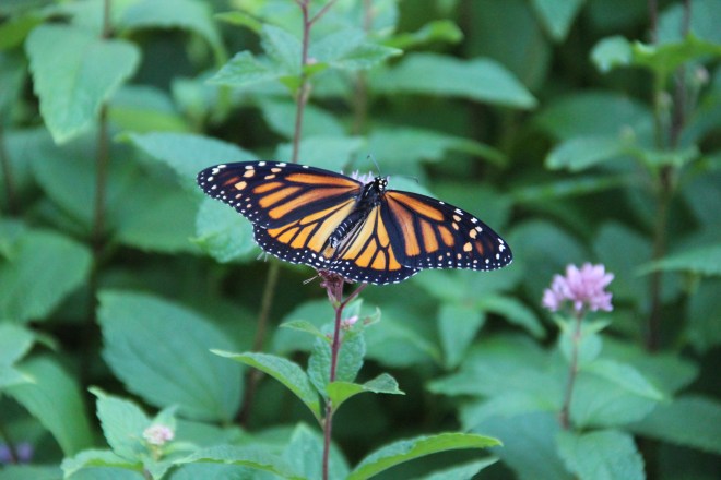 A monarch sips nectar from a spotted Joe-Pye weed plant.