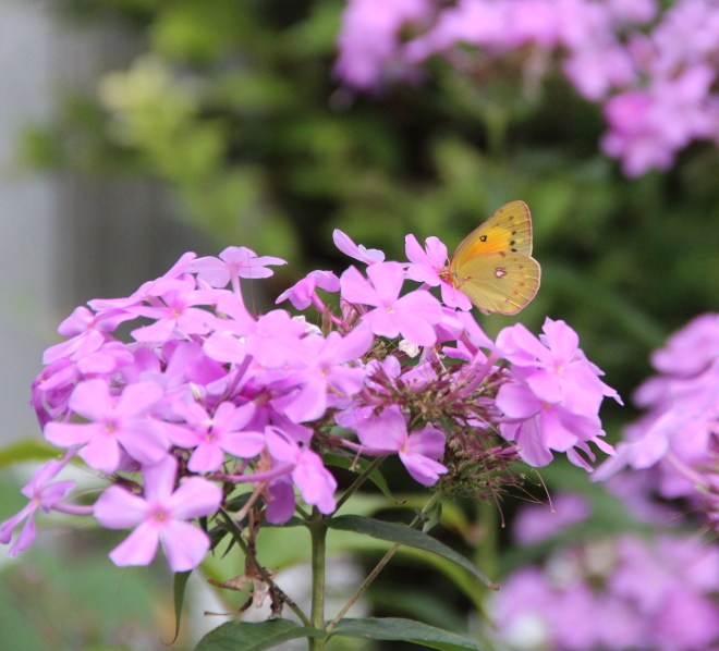An orange sulphur butterfly (Colias eurytheme) drinks nectar from garden phlox.