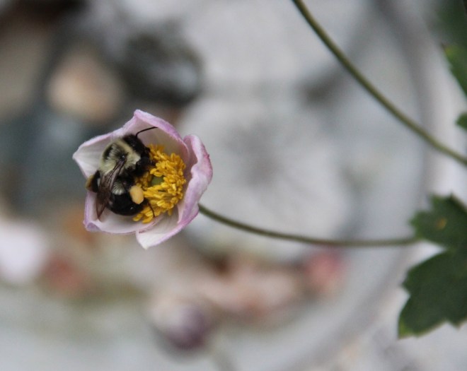 A bumblebee buzz pollinates a Japanese anemone in our garden.