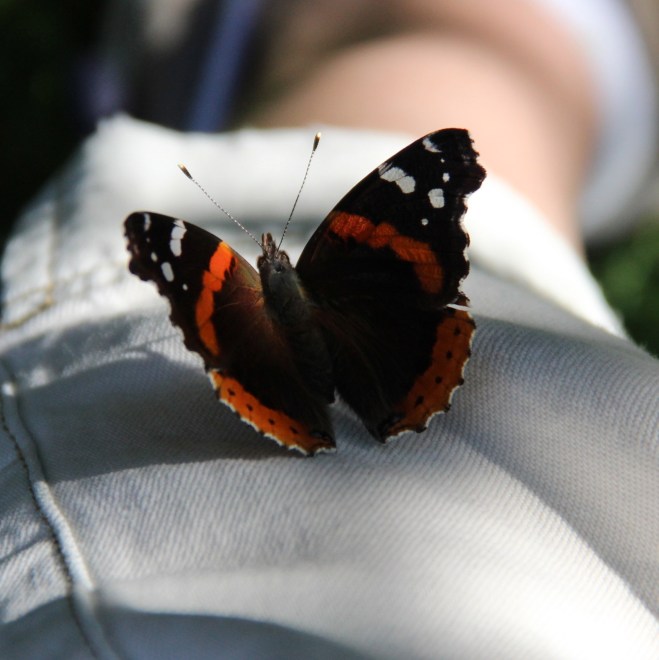 The red-barred upper wings of a red admiral that perched on my leg.