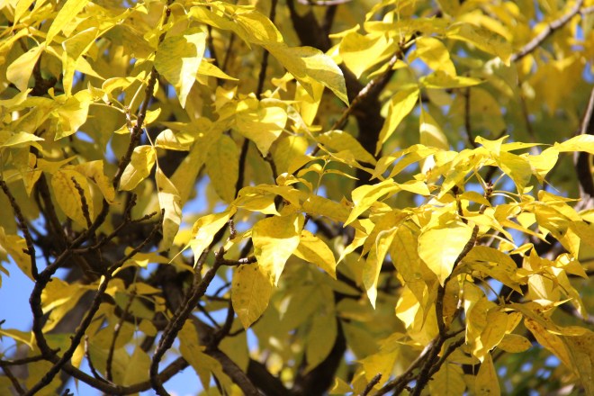  Green ash (Fraxinus pennsylvanica) is one of the first trees to change color and drop its leaves.