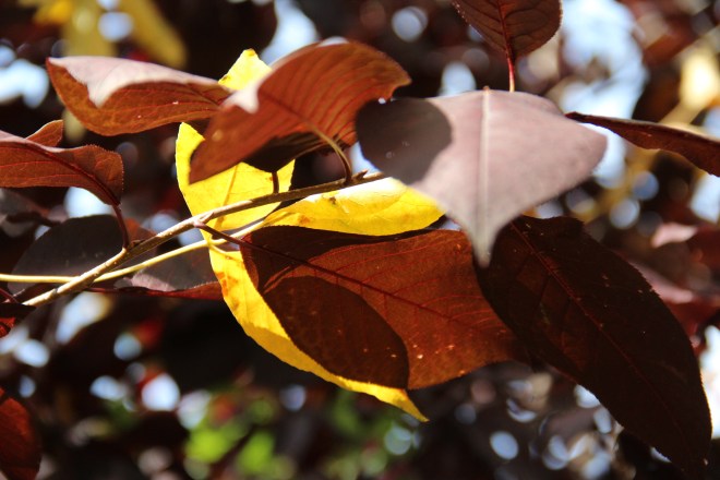 Lemony ash leaves (Fraxinus pennsylvanica) fall and mingle with Canada cherry leaves (Prunus virginiana).