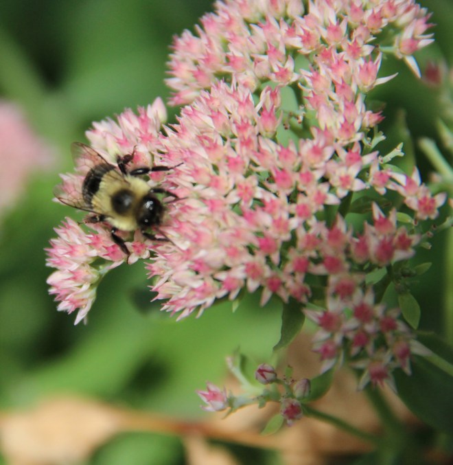 A bumble bee (Bombus) nectars on Sedum 'autumn joy'.