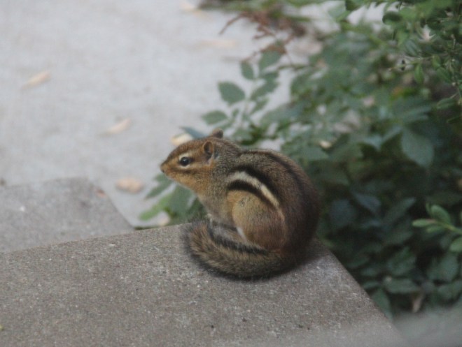 An eastern chipmunk surveys the backyard from its perch on our back steps.