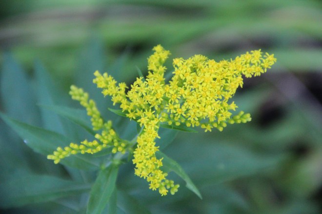 Native goldenrod 