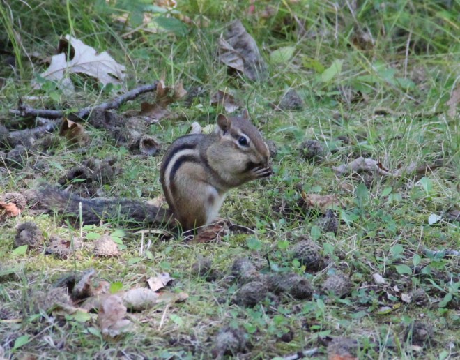 An eastern chipmunk collects acorns, hickory and hazelnuts in its pouches to store in its den for the winter. 