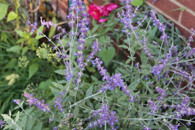 Russian sage (Perovskia atriplicafolia) with Rosa 'Henry Kelsey' (Canadian Explorer series) in the background.  