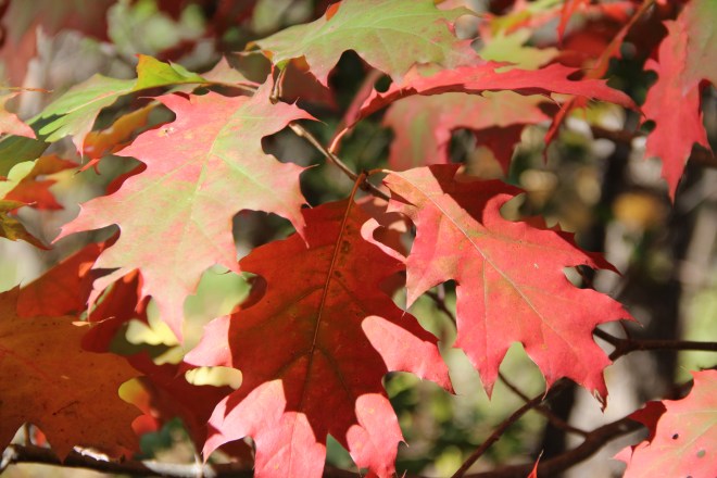  Northern red oak leaves begin to change color.