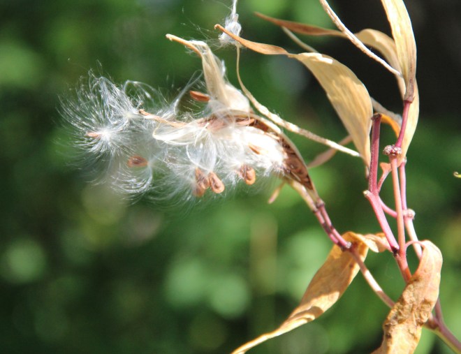 Swamp milkweed (Esclepias incarnata) seeds pods release their silky seeds.