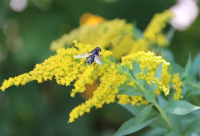 A Syrphid fly, (Eristalis) pollinates native goldenrod.