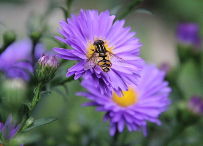 Another species of Syrphid fly pollinates garden asters.