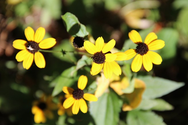 Thin-leaved coneflower (Rudbeckia triloba) is a native wildflower that appeared under our ash tree a few summers ago.  The tree is a favorite perch for birds and gray squirrels and 