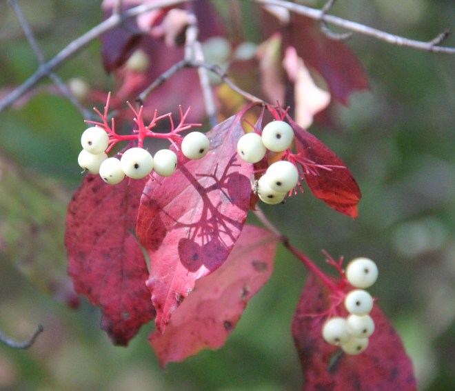 gray dogwood