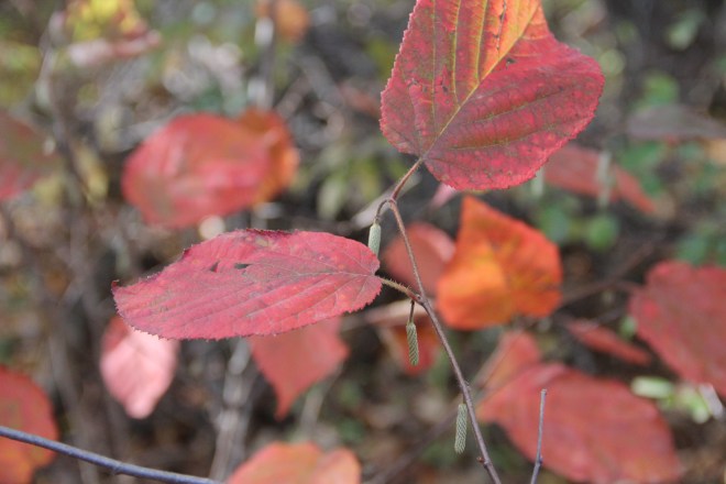 Amaerican hazelnut (Corylus americana) bushes grow in thickets along the riverbank.  