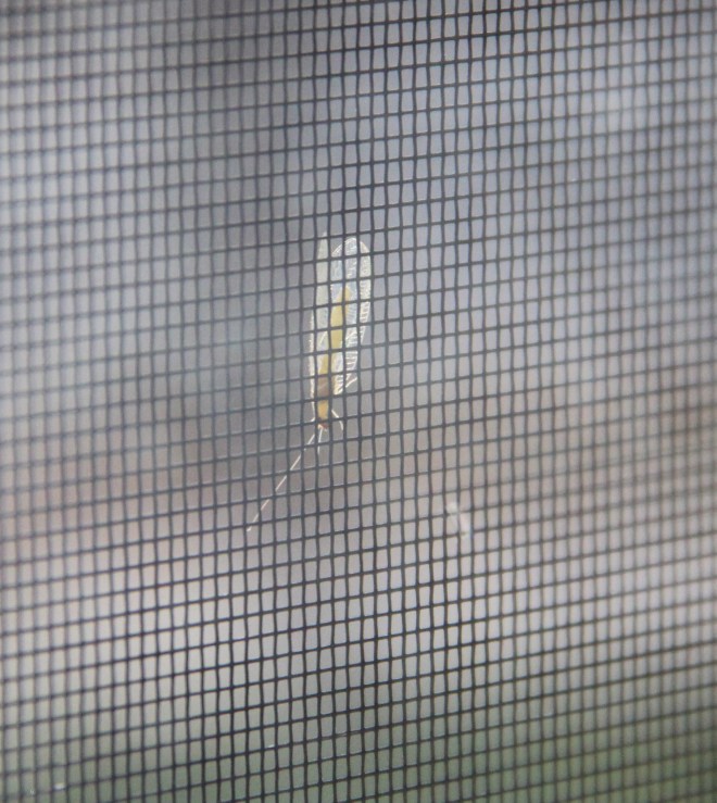A green lacewing perched on a window screen soaks up suns itself. 