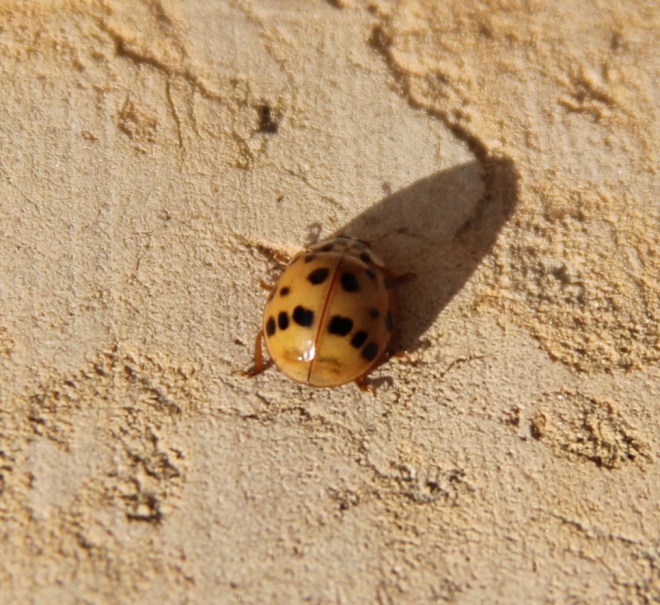 Individual Asian ladybugs show greater variation in color and number of spots number of spots amo