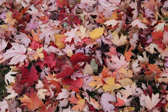 A bright patchwork sewn of maple leaves decorates our front lawn. 