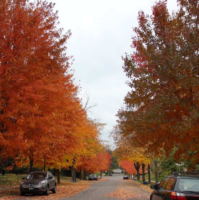 Several species of maple show their colors on our St. Paul, MN, avenue. 