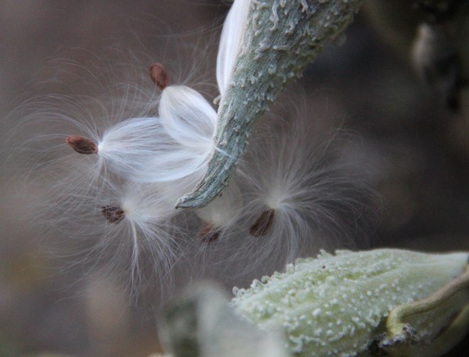 The delicate-looking seeds of common milkweed escape their pods.