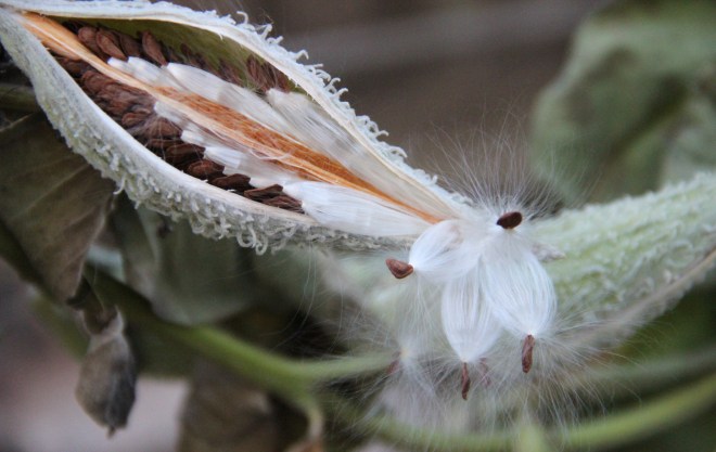 Before the pod opens, the milkweed seeds are tightly arranged in orderly rows around a central core.