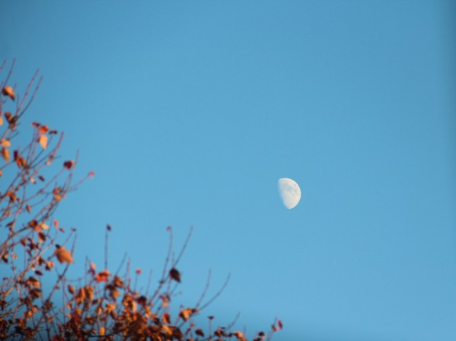 The November moon rises in mid-afternoon.