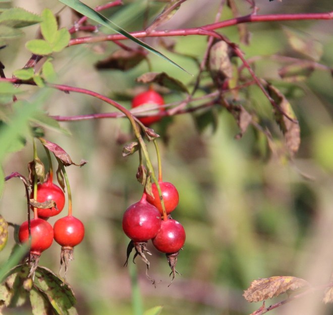 rosehips3