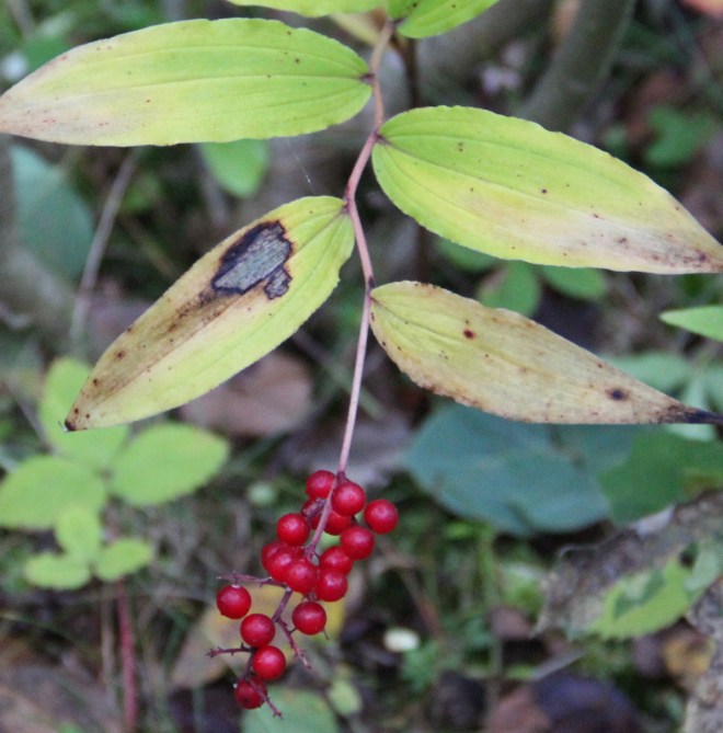 Ripe berries of starry false Solomon's seal (Maianthemum racemosum) hang in plumes.