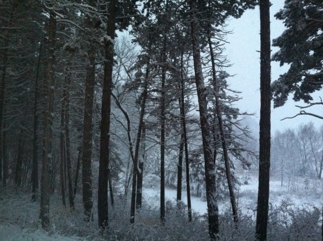 Red pines in the St. John's Arboretum, Collegeville, Minnesota.