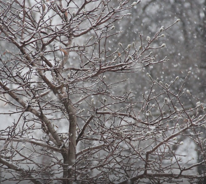 Star magnolia (Magnolia stellata) buds are coated in snow.