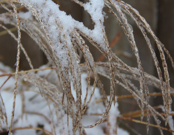 Miscanthus sinensis 'Purpurascens' 