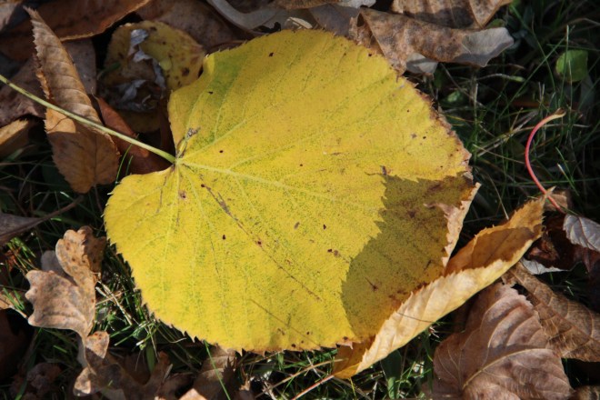 A basswood leaf glows in the late afternoon autumn sun.