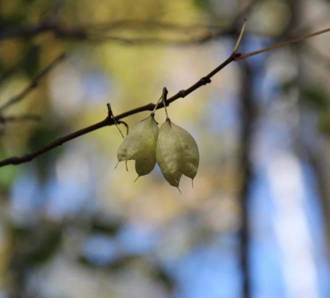 Native bladdernut seeds ripen in papery husks.
