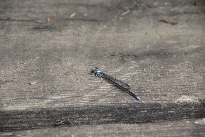 Bluets (Enallagma) are plentiful along the river in late summer.