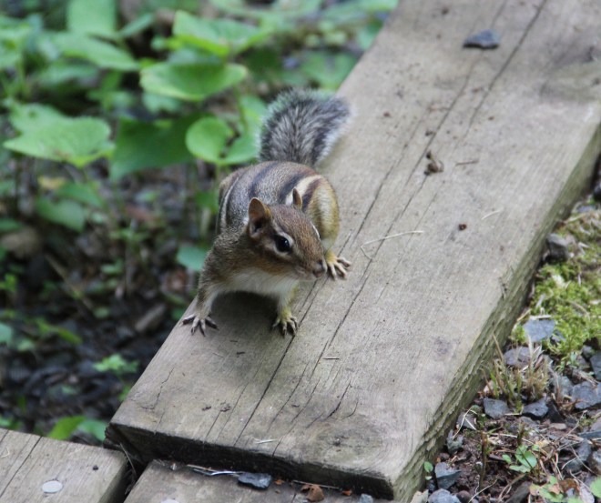  Eastern chipmunks gather nuts, seeds and fruit for the winter.