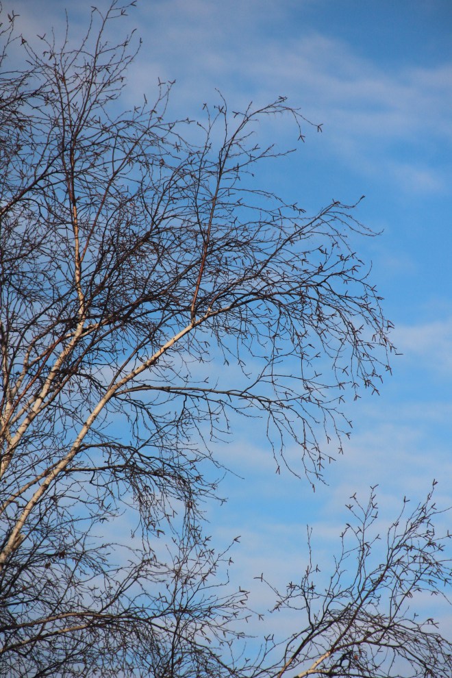Birch branches, bare except for their catkins, ...
