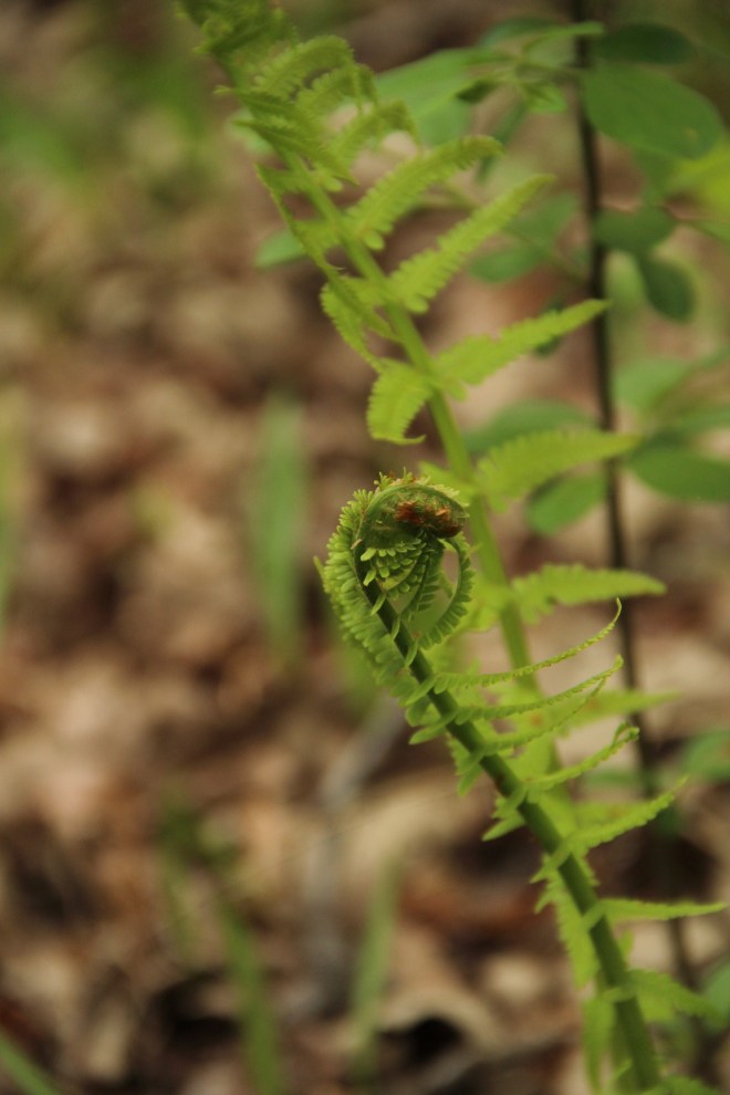 Furled fiddleheads of an ostrich fern began to open.