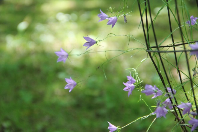Delicate native harebells (Campanula rotundifolia) bloom into autumn and are loved by bumblebees.