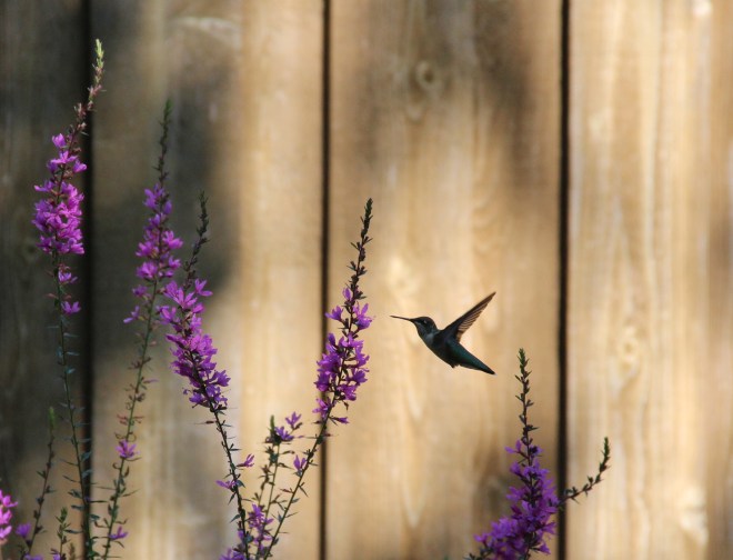 Ruby-throated hummingbirds are abundant through the summer and early autumn.