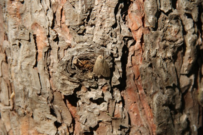 A web moth rests on the trunk of a red pine.