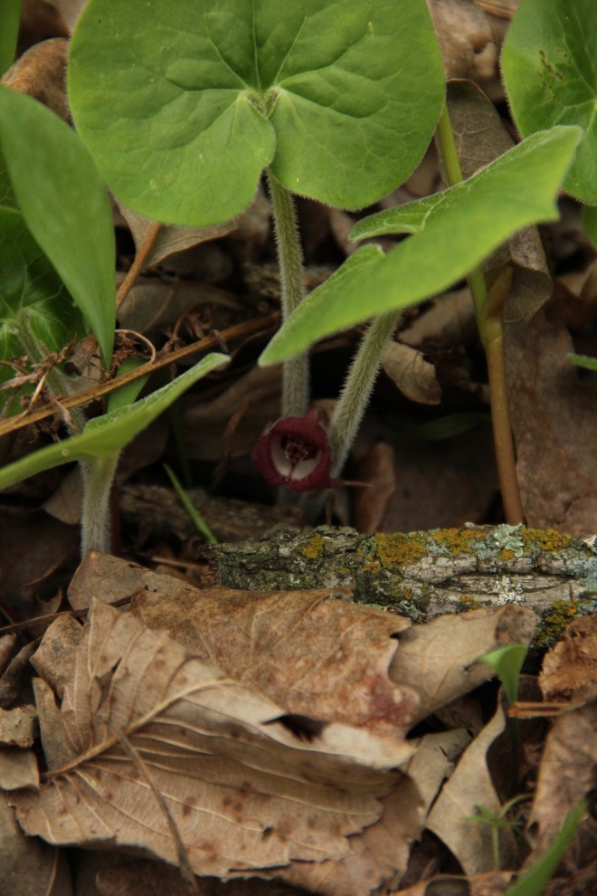 The maroon blossoms of Canadian wild ginger (Asarum canadense) lie hidden beneath its leaves.