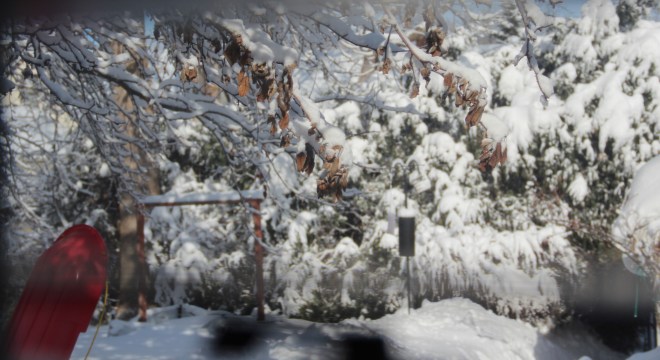 Fresh snow blankets white cedars in our backyard.